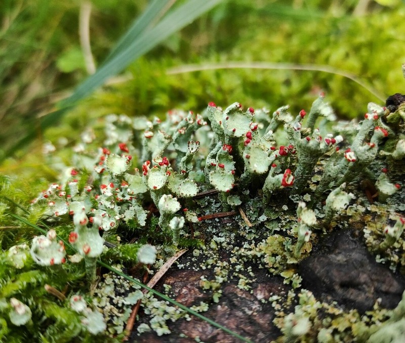 Finger Cup Lichen