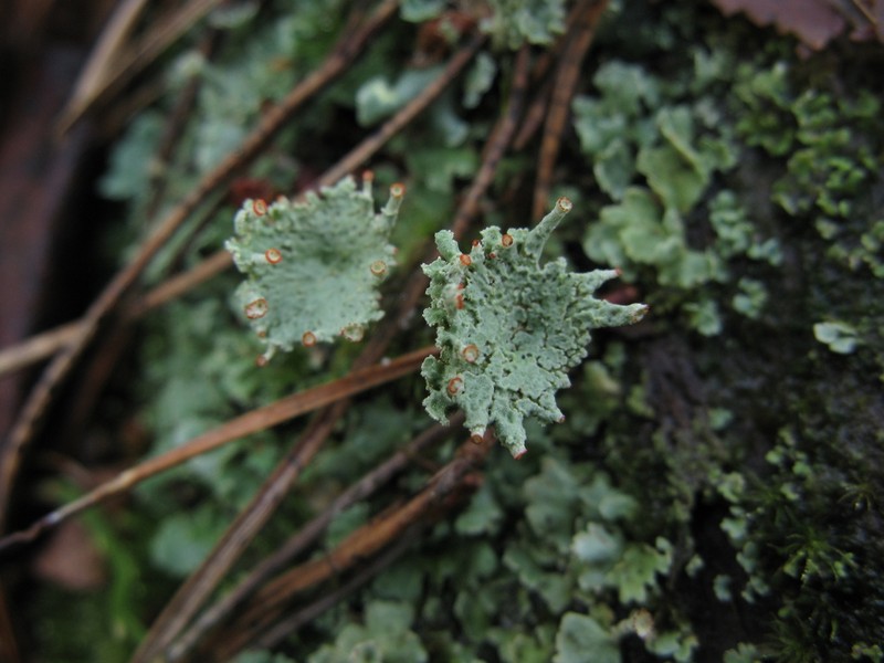 Finger Cup Lichen photo 2