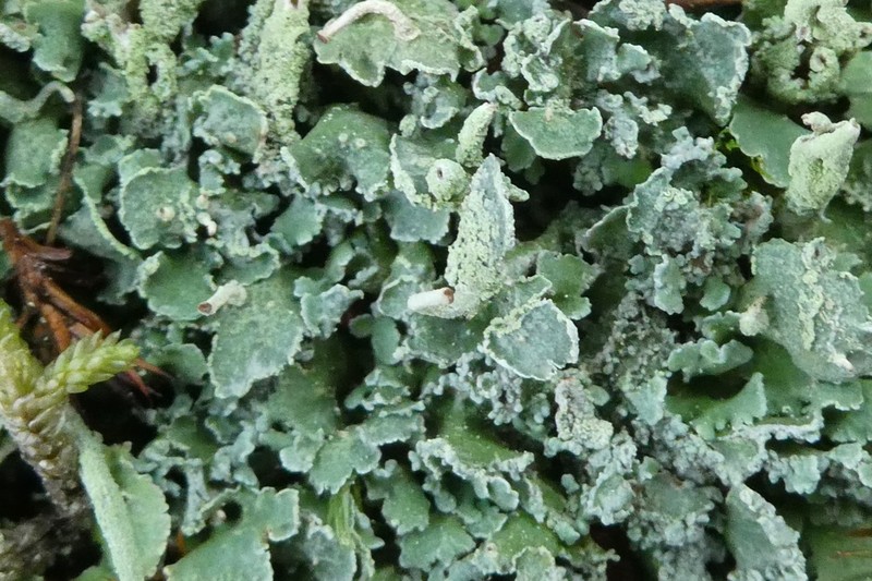 Finger Cup Lichen photo 3