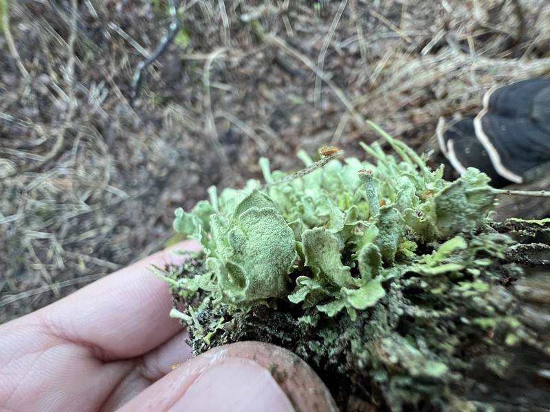 Finger Cup Lichen photo 4