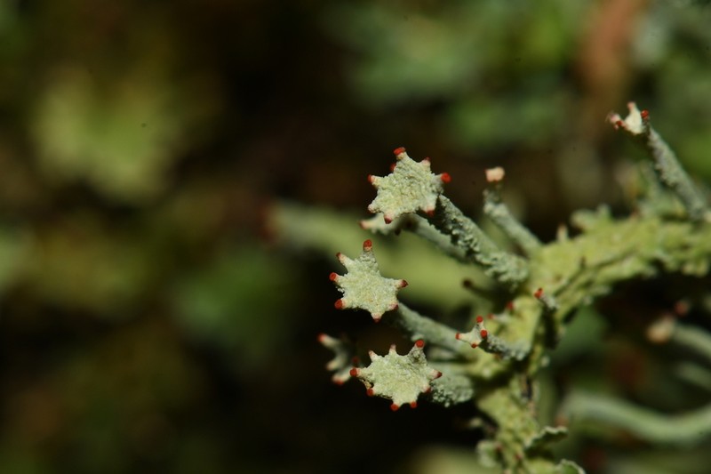 Finger Cup Lichen photo 5