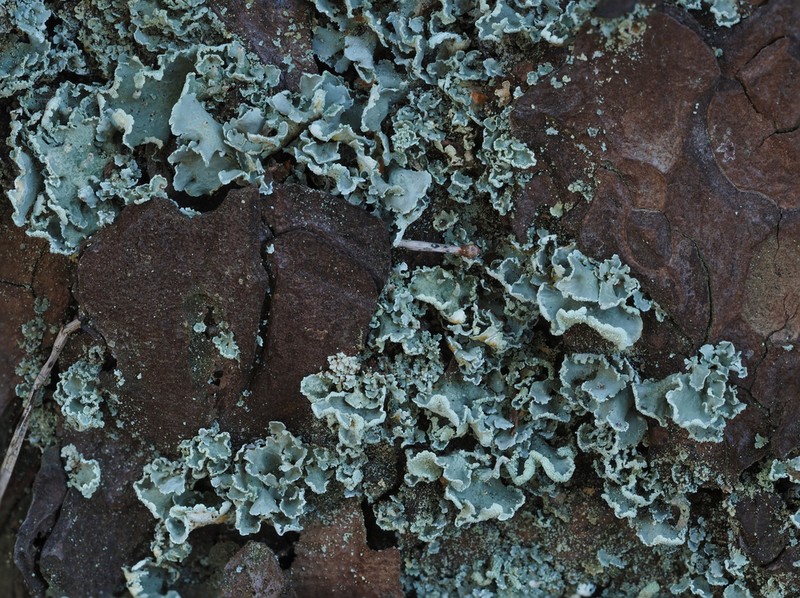 Finger Cup Lichen photo 6