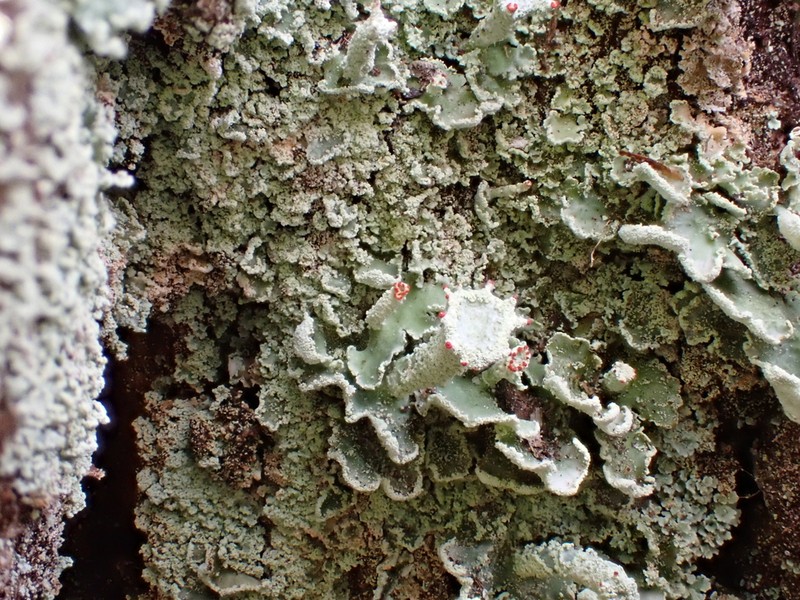 Finger Cup Lichen photo 7