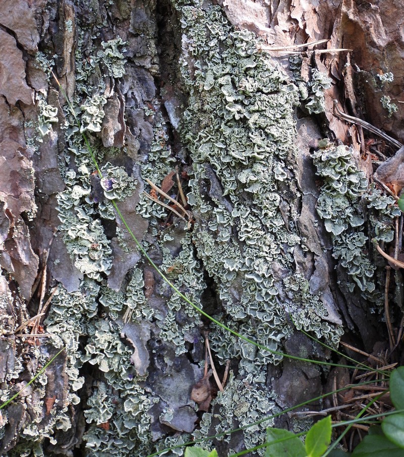 Finger Cup Lichen photo 8