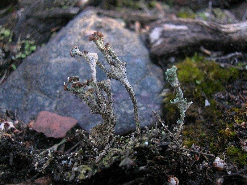 Cup Lichen