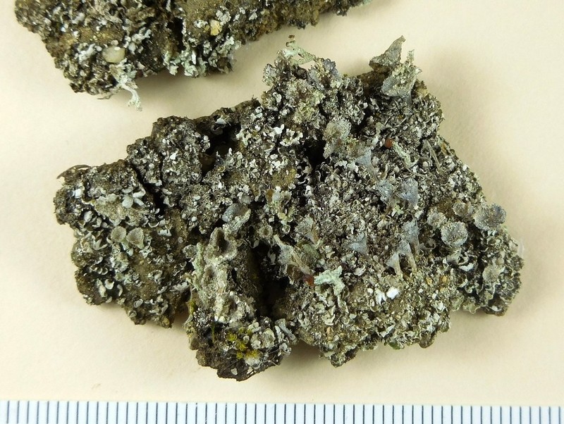 Cup Lichen photo 2