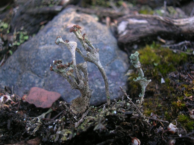 Cup Lichen photo 4