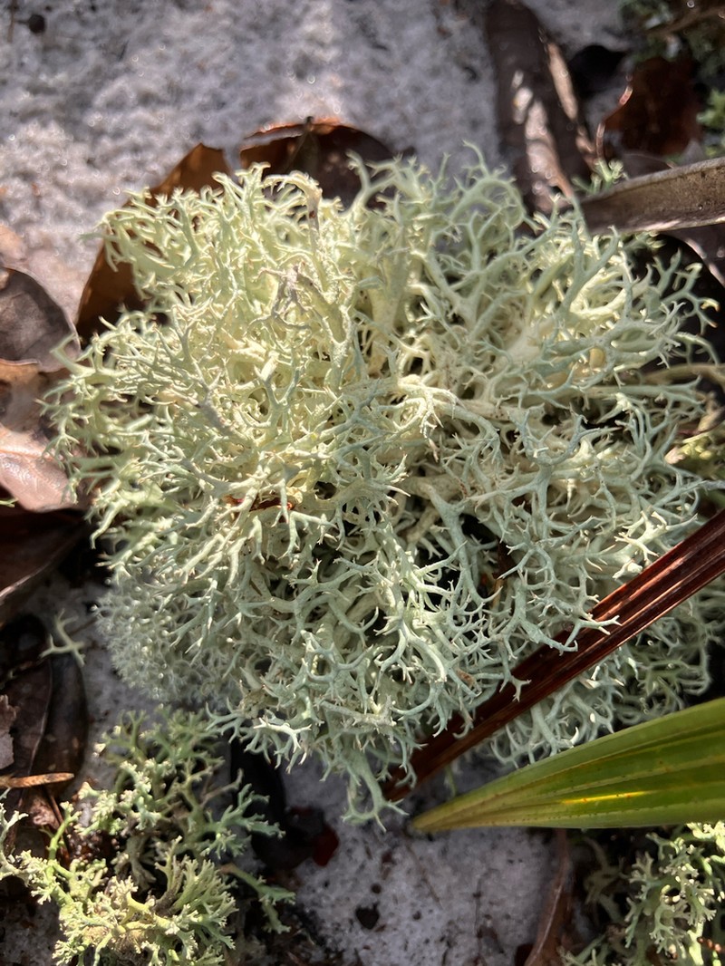 Cup Lichen
