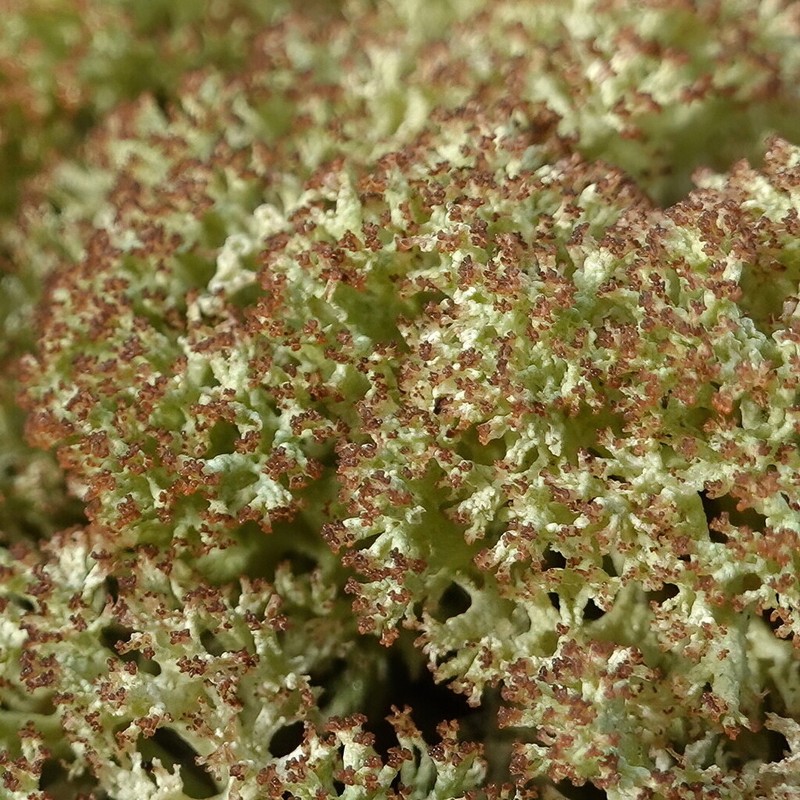 Cup Lichen photo 2