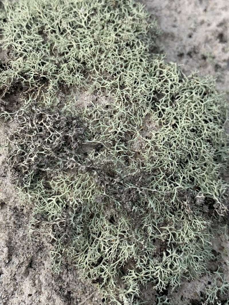 Cup Lichen photo 3