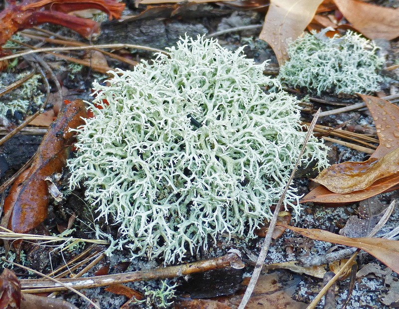 Cup Lichen photo 4