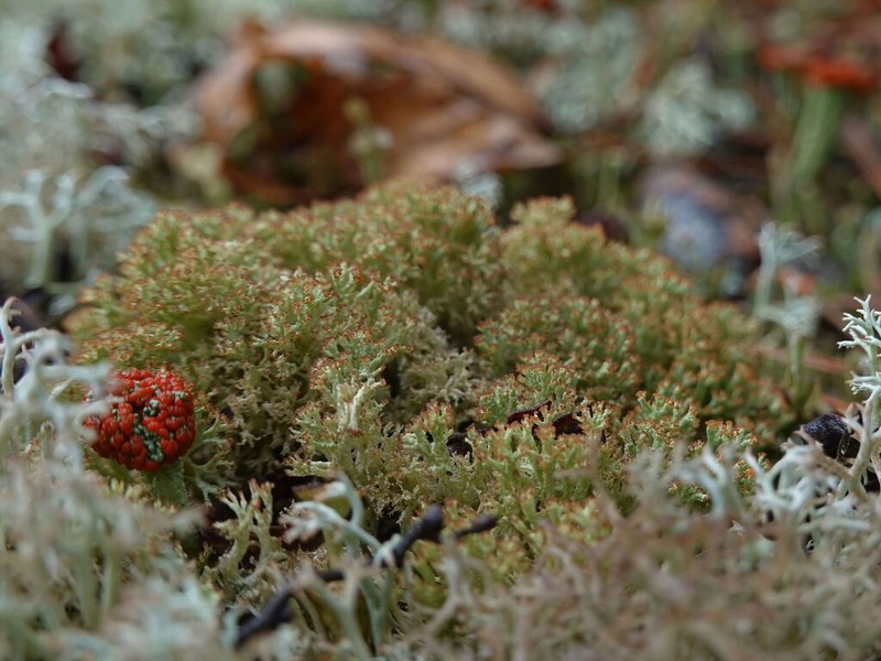 Cup Lichen photo 5