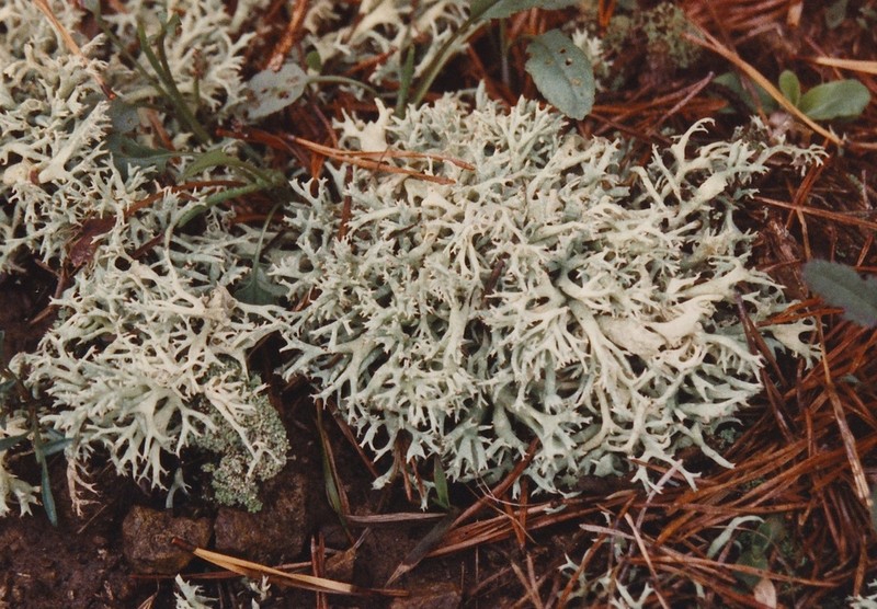 Cup Lichen photo 6