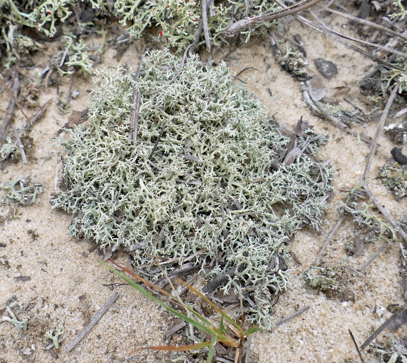 Cup Lichen photo 7
