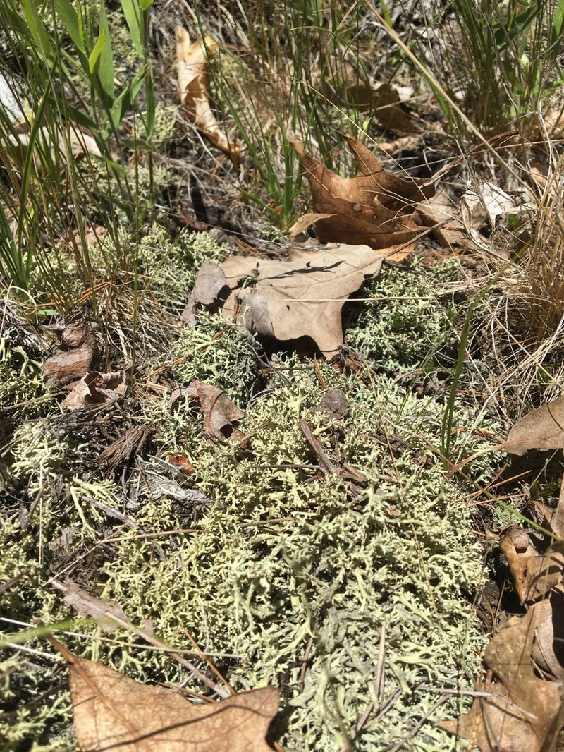 Cup Lichen photo 8