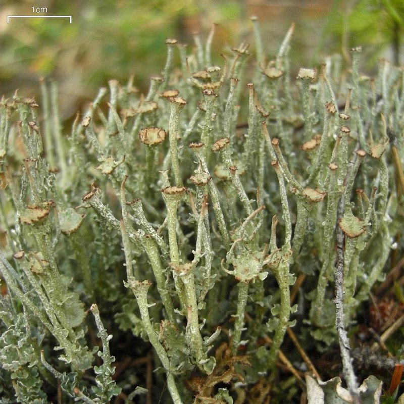Cup Lichen