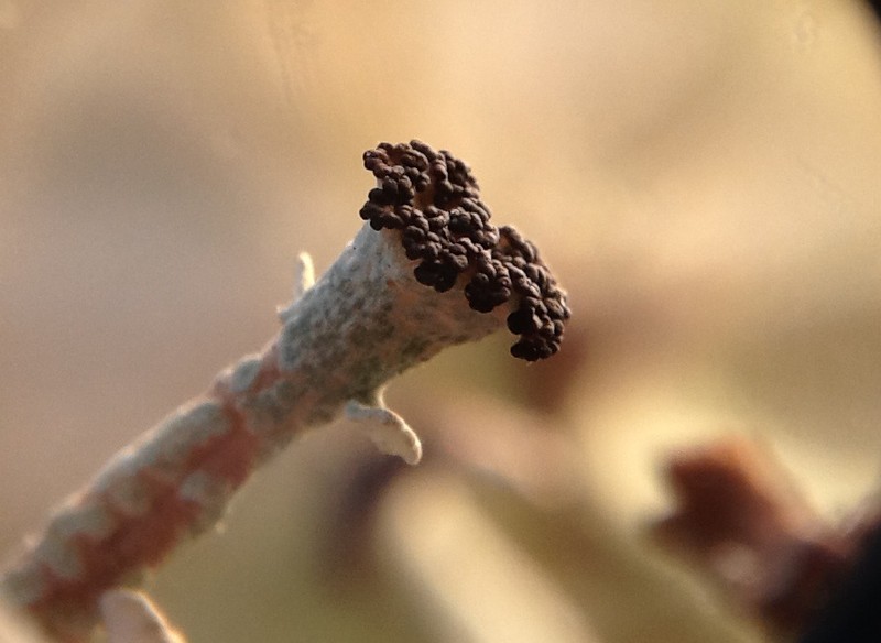 Cup Lichen