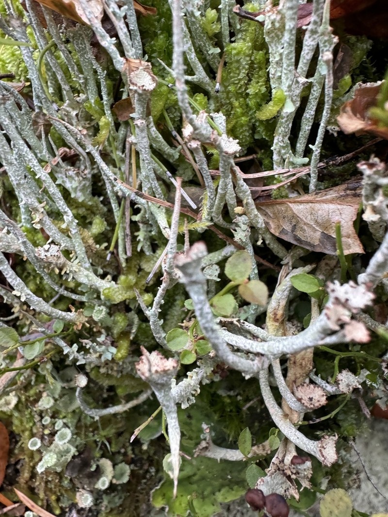 Cup Lichen photo 2
