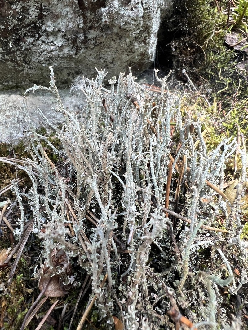 Cup Lichen photo 3