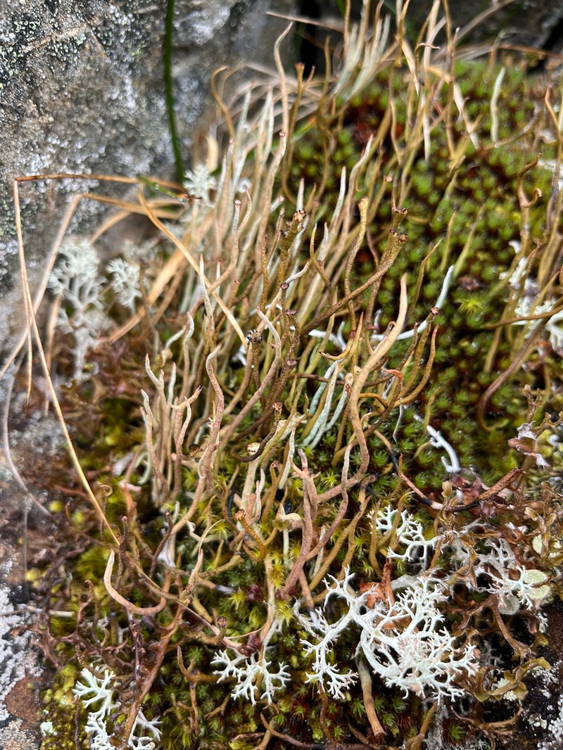 Cup Lichen photo 4