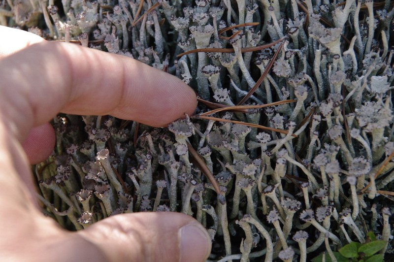 Cup Lichen photo 5