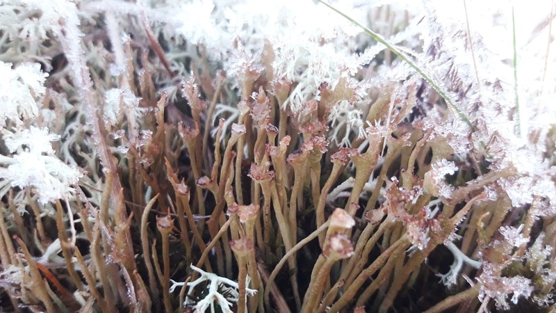 Cup Lichen photo 6