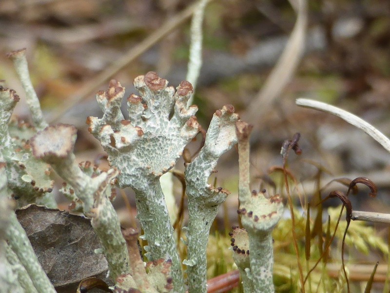 Cup Lichen photo 7