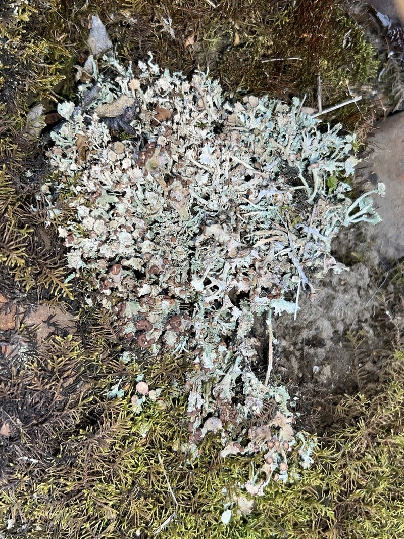 Cup Lichen photo 8