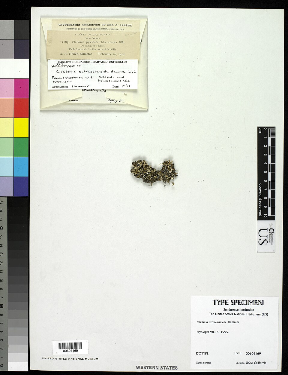 Cladonia etracorticata