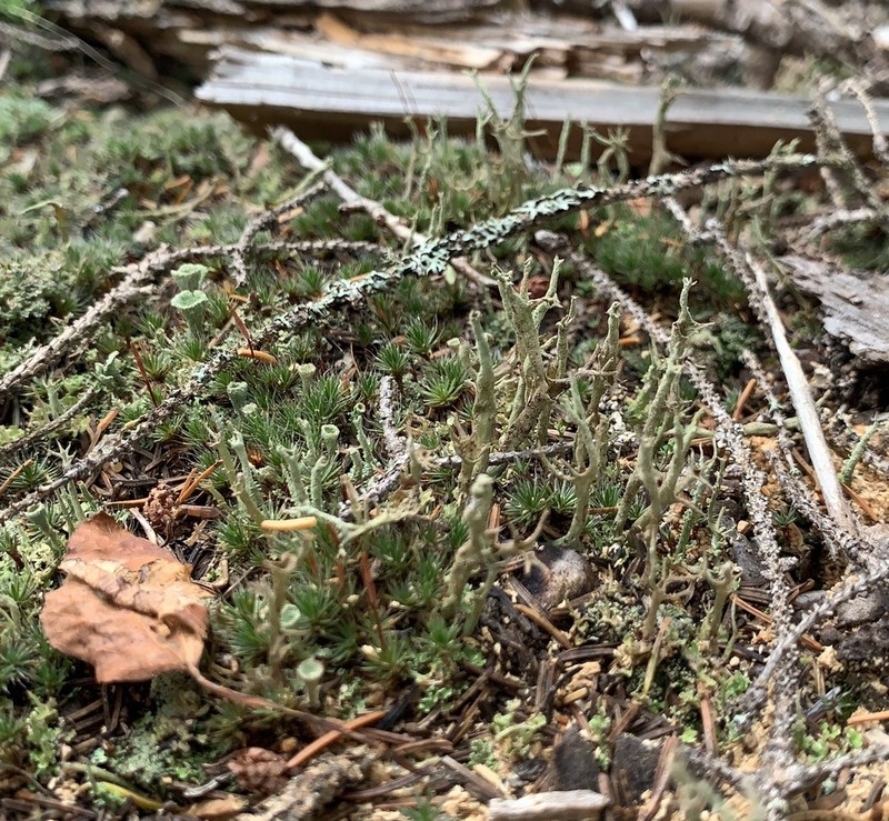 Farinose Cup Lichen