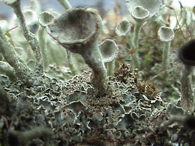 Cup Lichen