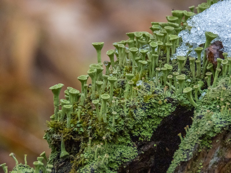 Cup Lichen