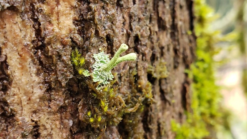 Cup Lichen photo 2