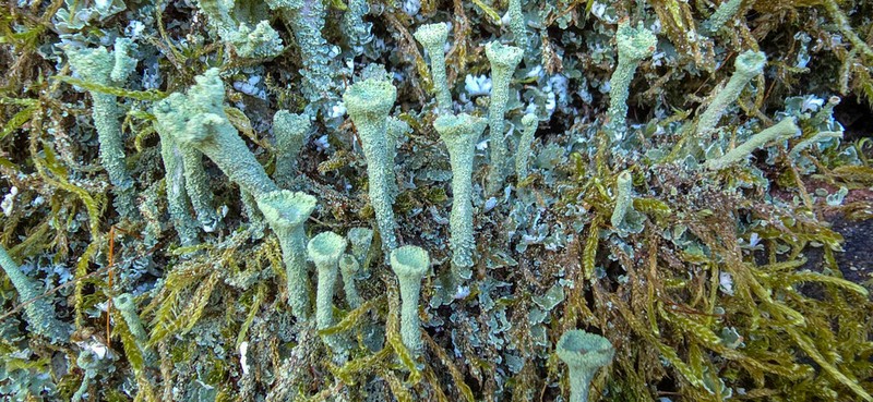 Cup Lichen photo 3