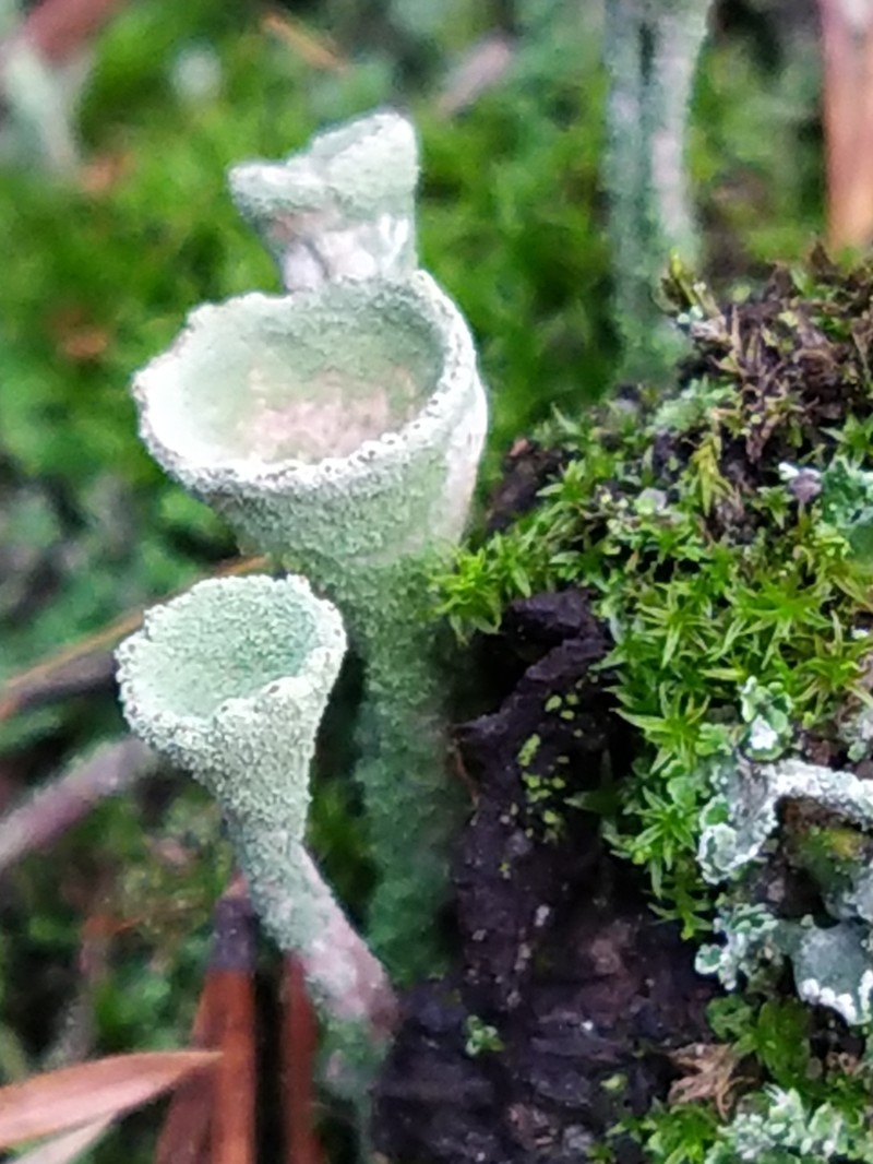 Cup Lichen photo 4