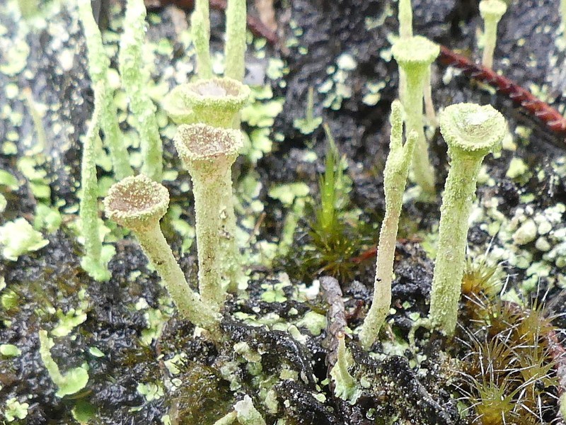 Cup Lichen photo 5