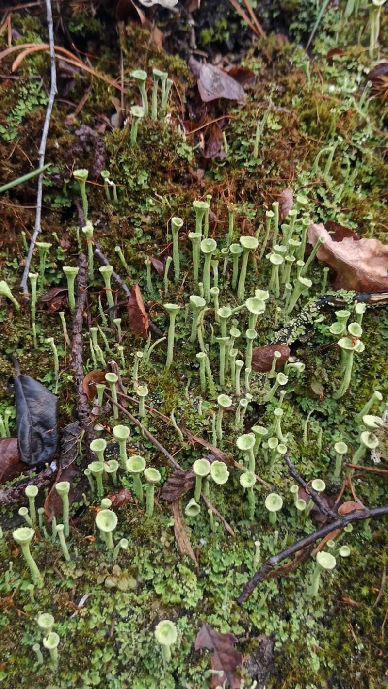 Cup Lichen photo 6
