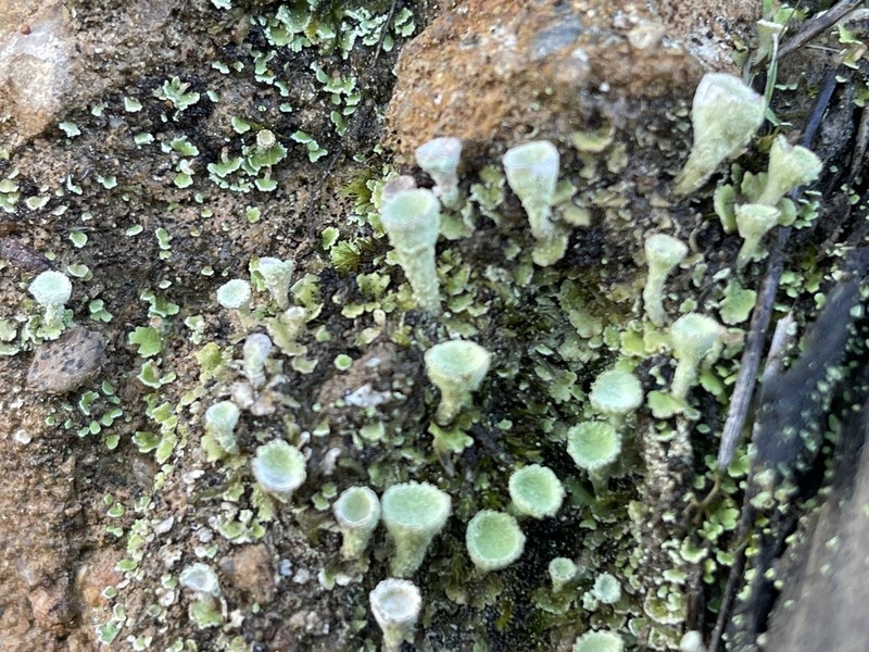 Cup Lichen photo 7