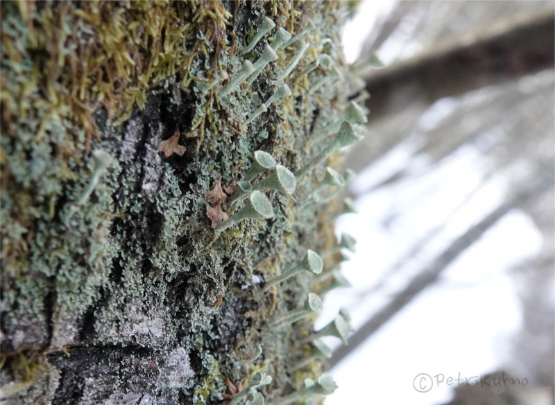 Cup Lichen photo 8