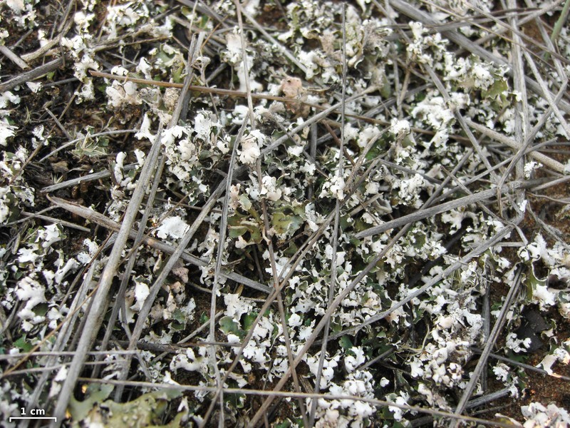 Cladonia firma