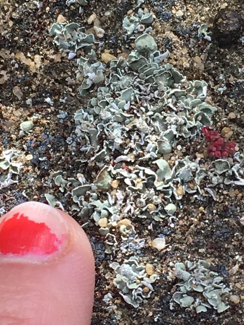 Cladonia firma photo 2
