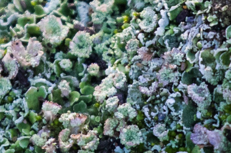 Cladonia firma photo 3