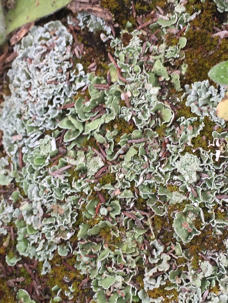 Cladonia firma photo 4