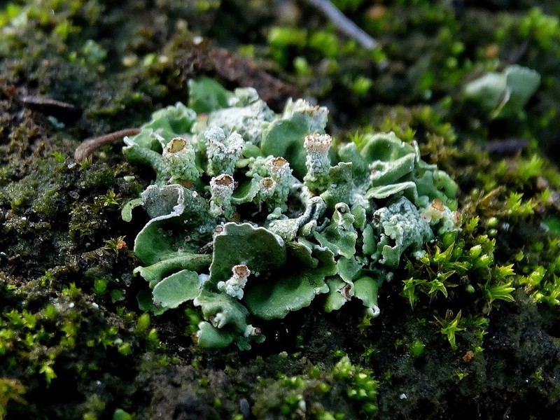Cladonia firma photo 5