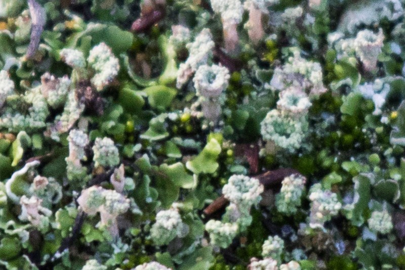 Cladonia firma photo 6
