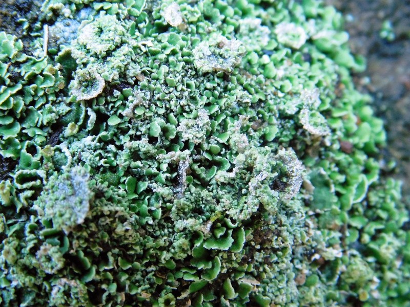 Cladonia firma photo 7