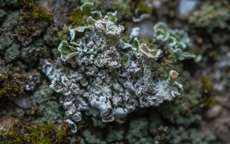 Cladonia firma photo 8