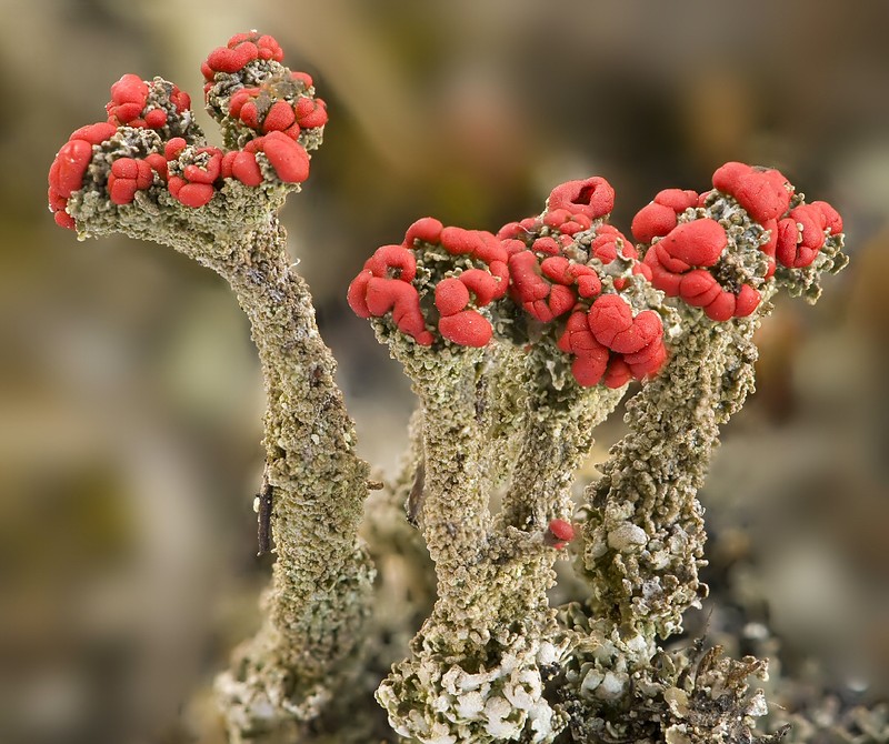 Florke's Cup Lichen