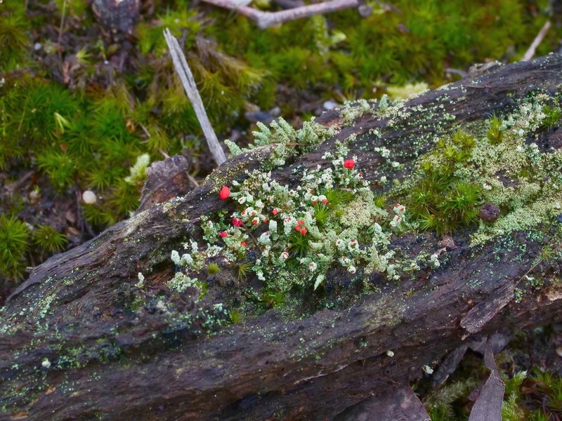 Florke's Cup Lichen
