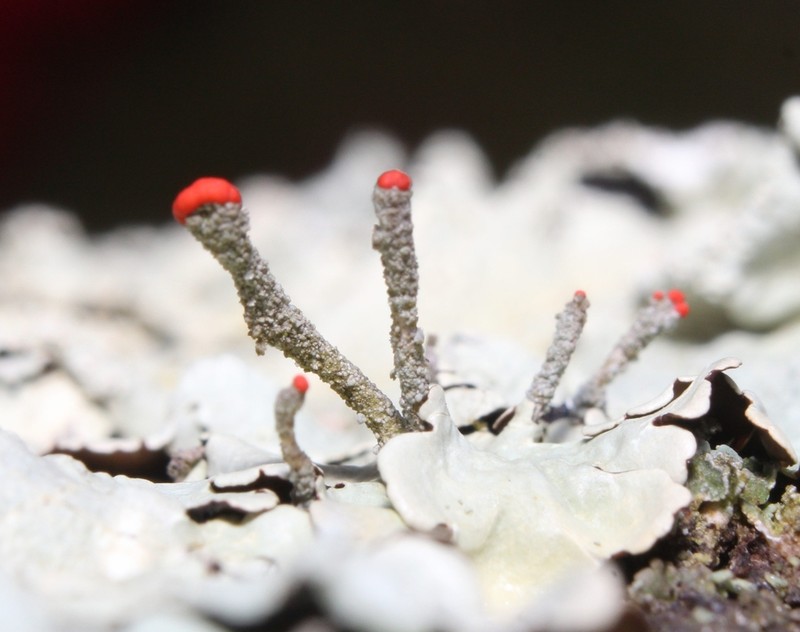 Florke's Cup Lichen photo 2